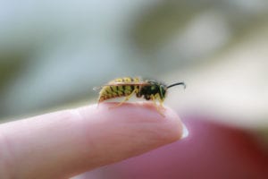 dangerous insect wasp stings a man's finger with a sharp needle in a summer garden