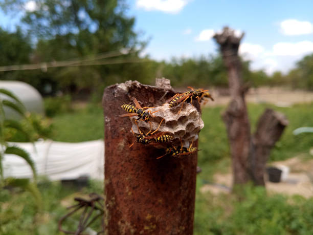 Irretating Insect The Common Causes of Insect Allergies | Oak Brook Allergists